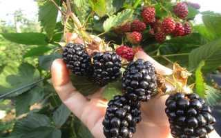 Урожайные сорта ежевики для Подмосковья и средней полосы России