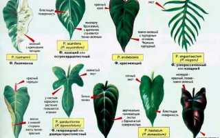 Филодендрон домашний — фото, уход, размножение цветка, выращивание из семян, описание