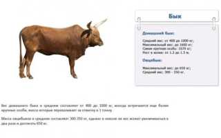 Как определить вес быка без весов: таблица