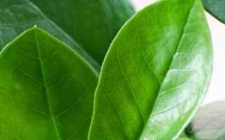 Уход за замиокулькасом в домашних условиях: подробная инструкция по выращиванию долларового дерева