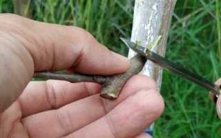 На что прививают шелковицу, когда и как это сделать