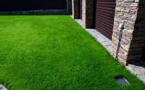 Полевица побегоносная – растение для красивого и мягкого газона