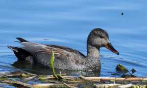 ⓘ Энциклопедия | Серая кряква — Вики ..