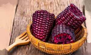 Чем полезны фиолетовые продукты для организма человека