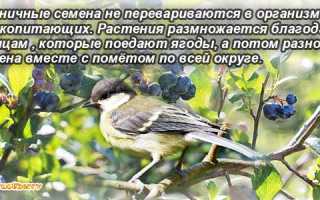 Ягоды-близнецы: в чем разница между черникой и голубикой