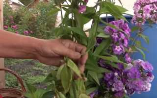 Флоксы: пересадка и уход осенью, обрезка, укрытие на зиму, сроки