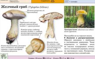 Грибы горчаки фото и описание как готовить. Желчный гриб (ложный белый гриб)