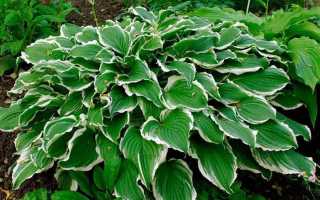 Хоста белое перо посадка и уход
