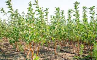 Осенняя пересадка яблони — когда провести процедуру