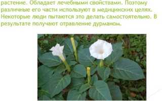 Цветок Дурман: ядовитое растение, описание с фото,