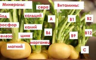 Блюда из репы. Простые, быстрые и вкусные, полезные рецепты