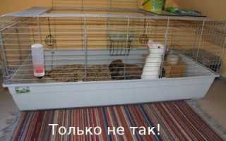 Разведение кроликов в загонах