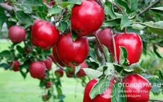 5 сортов красномясистых яблок, которые отличаются прекрасным вкусом