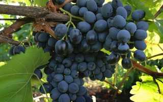 Виноград Жемчужина молдавии (ранне-средний срок созревания, ягоды крупные, сочные с мускатным привкусом) 1 саженец в упаковке