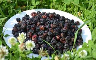 Ежевика Арапахо: сладкая ягодка «с характером»