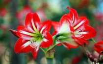 Амариллис цветок — декоративные разновидности