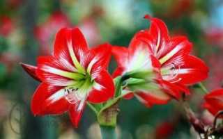 Амариллис цветок — декоративные разновидности