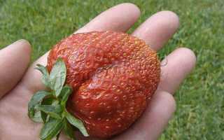 Описание и характеристика клубники сорта Лорд, особенности посадки и ухода