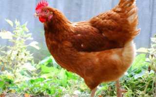 Бройлер хаббард: описание кросса кур