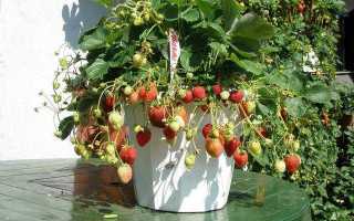 Ароматная, вкусная и очень красивая земляника ампельная