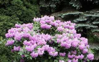 Описание и характеристики рододендрона сорта Хельсинки университет, посадка и уход