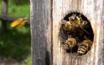 Условия успешной зимовки пчел (осенние работы на пасеке)