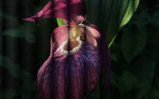 Венерин башмачок (Cypripedium calceolus) – фото и описание, где растет, уход в домашних условиях + видео