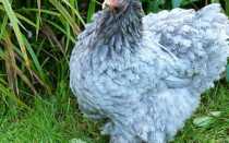 Карликовый кохинхин – красивая птица на вашем дворе