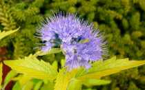 Кариоптерис посадка и уход в открытом грунте