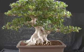Фикус бонсай: лучшие разновидности и правила формирования комнатного дерева