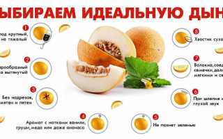 Выращивание арбуза и дыни в теплице из поликарбоната: посадка и уход