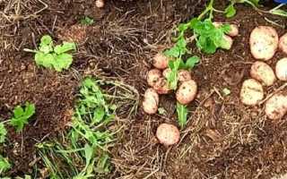 Озимый картофель – осенью сажаем, а весной копаем