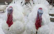 Особенности породы широкогрудых индюков