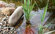 Двукисточник тростниковый (Phalaris arundinacea L.)