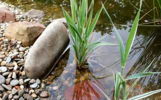 Двукисточник тростниковый (Phalaris arundinacea L.)