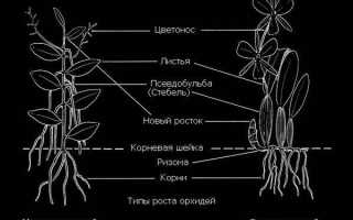 Подробная схема строения орхидеи фаленопсис