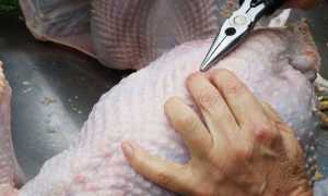 Рецепты приготовления вкусных блюд из дикого гуся