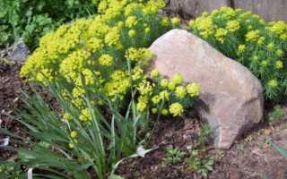 Молочай многоцветный, посадка и уход