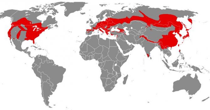 Ареал Лилии