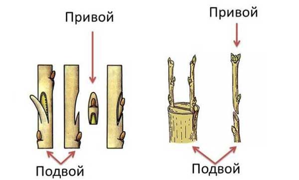 что такое привой и подвой