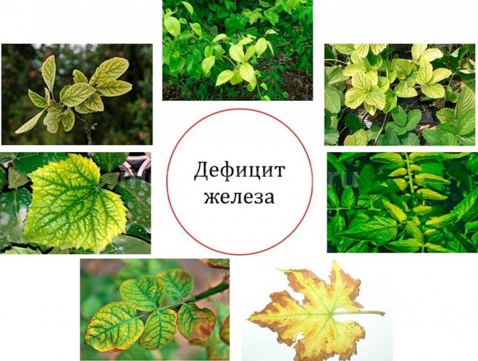 дефицит-железа-у-растений-фото