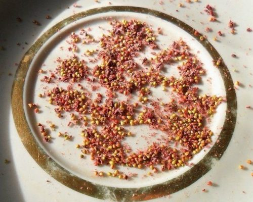 Для получения собственных семян срезают с первых спелых ягод верхний слой и высушивают его несколько дней на бумаге