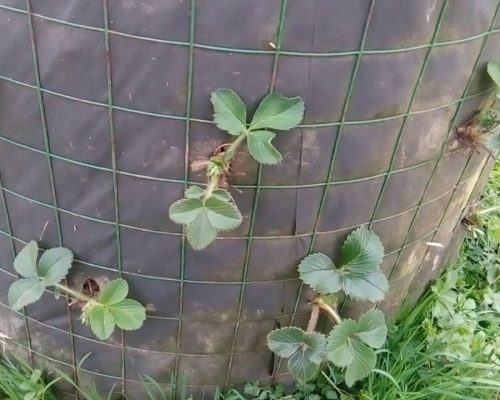 Ещё один вариант вертикальной грядки из пленки и сетки