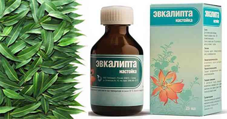 Эвкалипт польза настойки