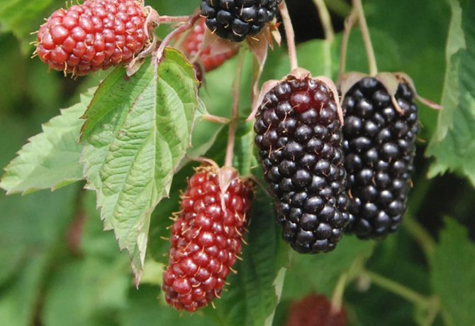 Ежевика Коламбия Стар