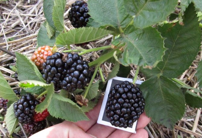 Ежевика Осейдж