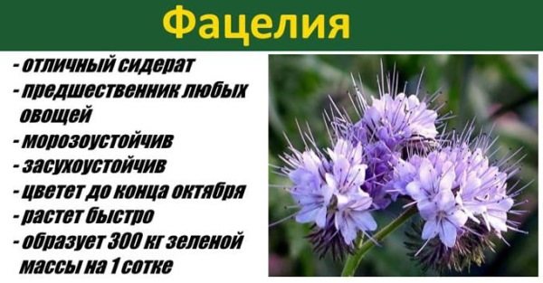 Фацелия. Фото и описание, когда сеять, закапывать как сидерат, посадка, уход