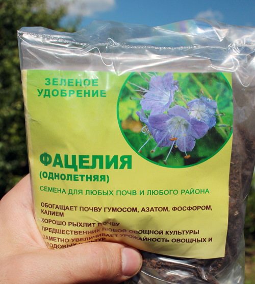 Фацелия. Фото и описание, когда сеять, закапывать как сидерат, посадка, уход