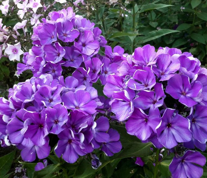 Флокс метельчатый Полина