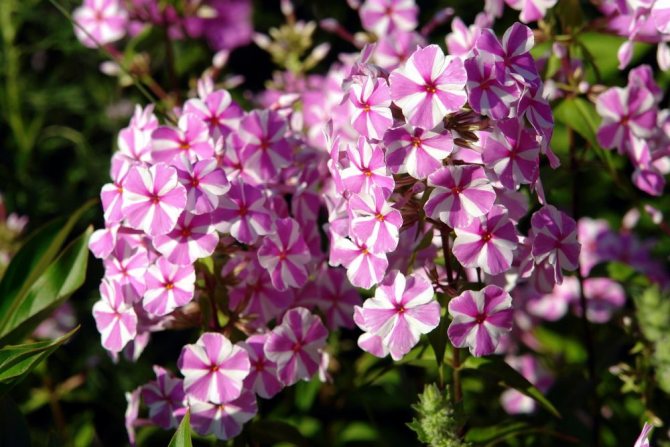 Флокс пятнистый Наташа (Natascha)